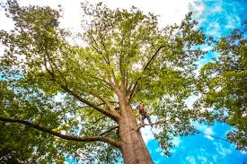 Tree and Shrub Care in Oak Valley, NJ