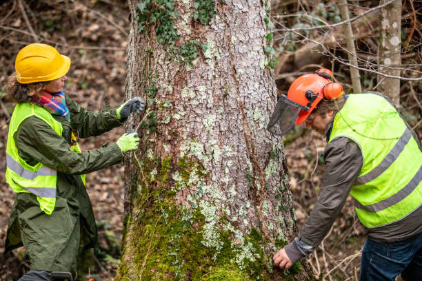 Reliable Oak Valley, NJ Tree Services Solutions